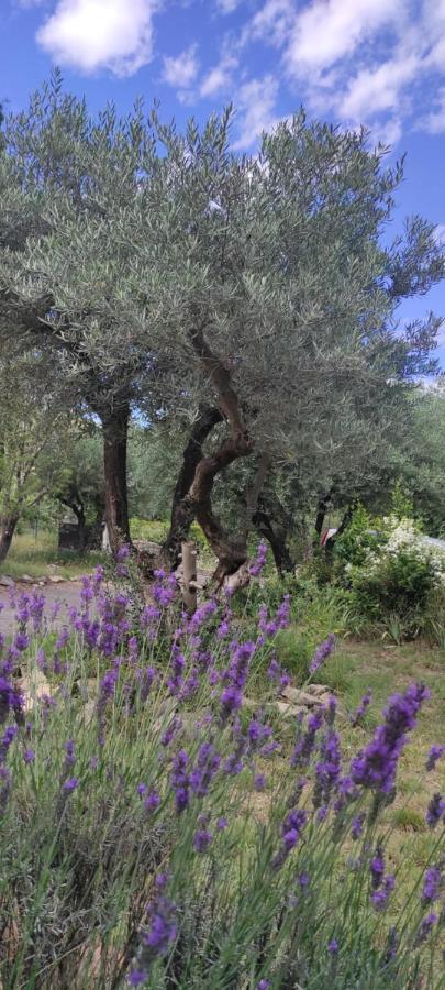 Le Nid Du Rossignol * Nîmes